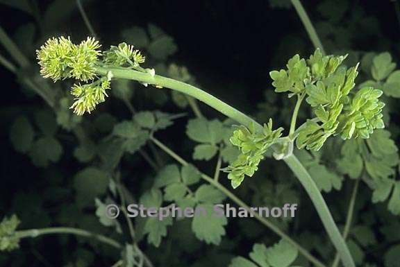 thalictrum fendleri var fendleri 4 graphic